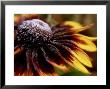 Rudbeckia Hirta (Black Eyed Susan) Sonara (Close-Up Of Frosted Bloom) October by James Guilliam Limited Edition Print