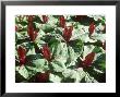 Trillium Sessile, In (Wisley) by Sunniva Harte Limited Edition Pricing Art Print