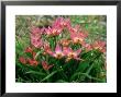 Tulipa Humilis by Lynn Keddie Limited Edition Print