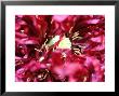 Papaver Orientale (Oriental Poppy) Extreme Dark Red Double Flower Centre by Lynn Keddie Limited Edition Pricing Art Print