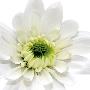 White Daisy Head by George Fossey Limited Edition Print