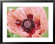 Papaver Fiesta, Salmon Coloured Flower With Anthers by Lynn Keddie Limited Edition Pricing Art Print