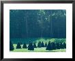 Misty Garden With Topiary Cone Fontainebleau, France by Martine Mouchy Limited Edition Print