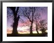 Wych Elm At Sunset Angus, Scotland by Niall Benvie Limited Edition Print