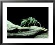 Cuckoo Wasp, S.Africa by Rafi Ben-Shahar Limited Edition Print