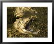 Dead Quinnat Salmon (Oncorhynchus Tshawytscha) In Mountain Stream, New Zealand by Tobias Bernhard Limited Edition Print