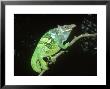 Fischers Chameleon, Male, Tanzania by Andrew Bee Limited Edition Pricing Art Print