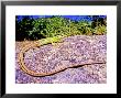 Italian Green Lizard, Adult Female Sun-Basking On A Rock, Alessandria, Italy by Emanuele Biggi Limited Edition Print