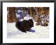 Eastern Grey Squirrel, Black Phase, Usa by David Boag Limited Edition Print