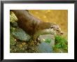 Otter, Adult by David Boag Limited Edition Print