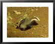 Badger, Leaving Sett by David Boag Limited Edition Pricing Art Print