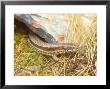 Common Lizard, Lacerta Vivipara by David Boag Limited Edition Pricing Art Print