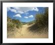 Sand Dune And Marram Grass, Ireland by David Boag Limited Edition Print
