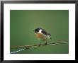 Stonechat, Adult Male On Wire by David Boag Limited Edition Print