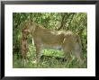 Lioness, Killing Topi Calf, Kenya by David W. Breed Limited Edition Print