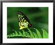 Cairns Birdwing, Queensland, Australia by Robin Bush Limited Edition Pricing Art Print