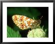 Small Pearl-Bordered, Male, Underside by Terry Button Limited Edition Print