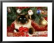 Cat Relaxing Under Christmas Tree by Alan And Sandy Carey Limited Edition Print