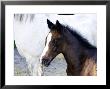 Mare And One Day Old Foal In Meadow, France by Alain Christof Limited Edition Print