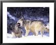 Gray Wolves, Submitting To Alpha Male, Montana by Daniel Cox Limited Edition Print