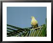 Torresian Imperial Pigeon, Australia by Kenneth Day Limited Edition Print