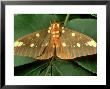 Reagal Moth, Citheronia Regalis Ohio by David M. Dennis Limited Edition Print