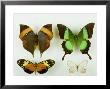 Museum Specimens Of Tropical Butterflies by David M. Dennis Limited Edition Pricing Art Print