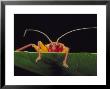Assassin Bug, Platymeris Biguttata Newly Moulted, Africa by David M. Dennis Limited Edition Pricing Art Print