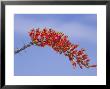 Ocotillofouquieria Splendenstexas, Big Bend National Park by David M. Dennis Limited Edition Pricing Art Print