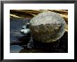 Batagur Turtle by David M. Dennis Limited Edition Print