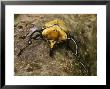 Rhinoceros Beetle, Panama by David M. Dennis Limited Edition Pricing Art Print