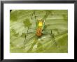 Katydid, Quipos, Costa Rica by David M. Dennis Limited Edition Print