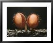 Hairy Stalked Cup Fungi, Costa Rica by David M. Dennis Limited Edition Print