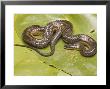 Striped Crayfish Snake, Sarasota County, Florida, Usa by David M. Dennis Limited Edition Print