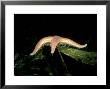 Common Starfish, Vaderdarna, Sweden by Fredrik Ehrenstrom Limited Edition Print