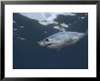 Mako Shark, Cape Point, Atlantic Ocean by Chris And Monique Fallows Limited Edition Pricing Art Print