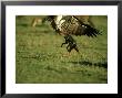 Black-Backed Jackal, Attacking White-Backed Vulture, Kenya by Berndt Fischer Limited Edition Print