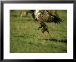 Black-Backed Jackal, Attacking White-Backed Vulture, Kenya by Berndt Fischer Limited Edition Pricing Art Print