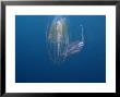 Comb Jelly, With Unknown Species Of Fish, Indonesia by David B. Fleetham Limited Edition Print