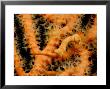 Pygmy Seahorse On Soft Coral, Malaysia by David B. Fleetham Limited Edition Pricing Art Print