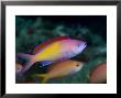 Peach Anthias, Male, Malaysia by David B. Fleetham Limited Edition Pricing Art Print