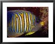 Regal Angelfish, Sipidan Island, Malaysia by David B. Fleetham Limited Edition Print