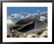 Picasso Triggerfish, Hawaii by David B. Fleetham Limited Edition Print