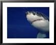 Great White Shark, Guadalupe Island, Mexico by David B. Fleetham Limited Edition Print