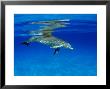 Atlantic Bottlenose Dolphin, Bahamas by David B. Fleetham Limited Edition Print