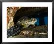 Green Sea Turtle, With Commersons Frogfish On Wreck, Malaysia by David B. Fleetham Limited Edition Print