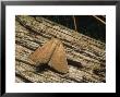 The Fan-Foot Moth, Imago At Rest, Eakring, Uk by David Fox Limited Edition Print