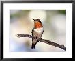 Scintillant Hummingbird, Male Perched At Forest Edge And Scrub Above 1, Costa Rica by Michael Fogden Limited Edition Print