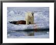 Polar Bear, With Prey, Arctic by Patricio Robles Gil Limited Edition Print
