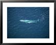 Blue Whale, Aerial, Mexico by Patricio Robles Gil Limited Edition Print